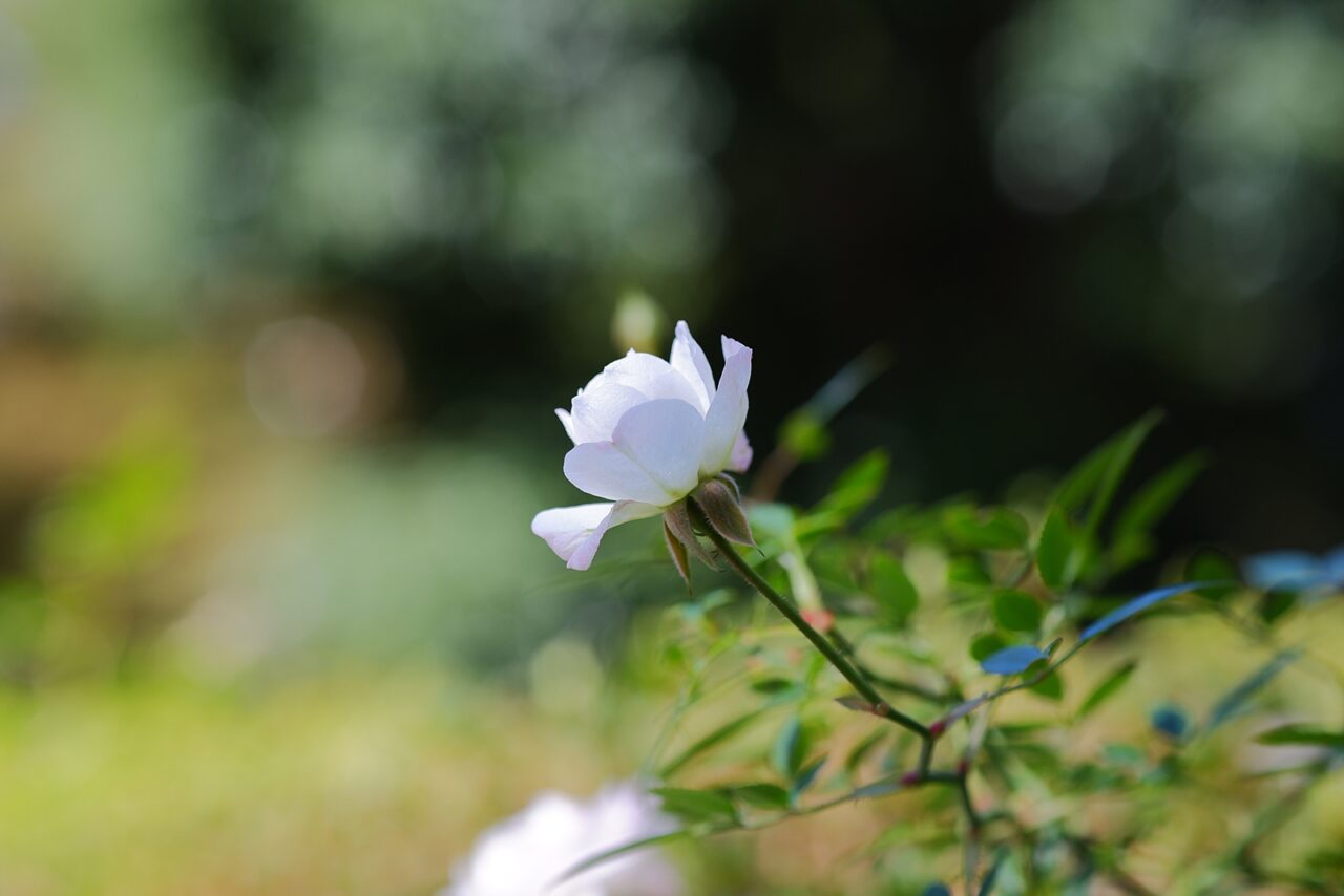 FUJIFILM X-A5 花写真 白バラ ぱすてるぴあの