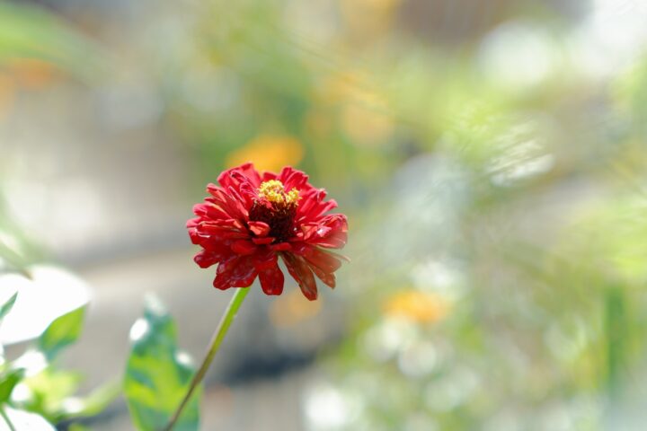 X-A5 花写真 xf35mmf1.4 ぱすてるぴあの