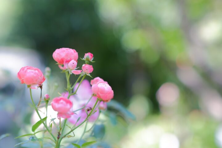 FUJIFILM X-A5 花写真 ぱすてるぴあの