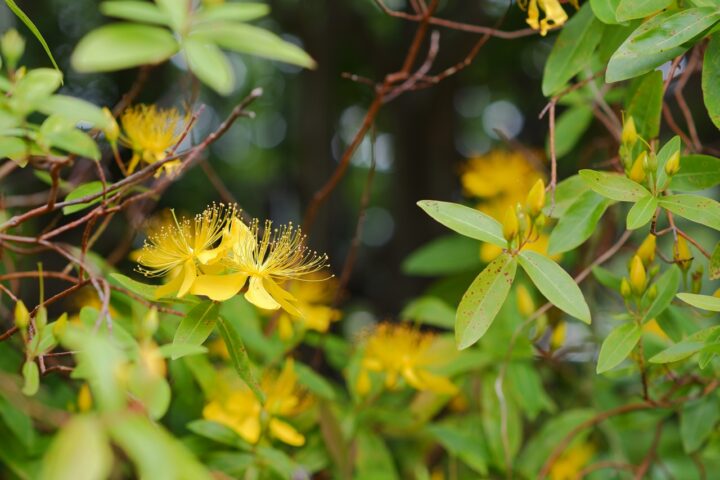 FUJIFILM X-A5 花写真 ぱすてるぴあの