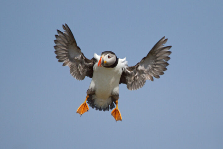 Puffin