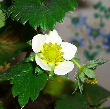 いちごの花